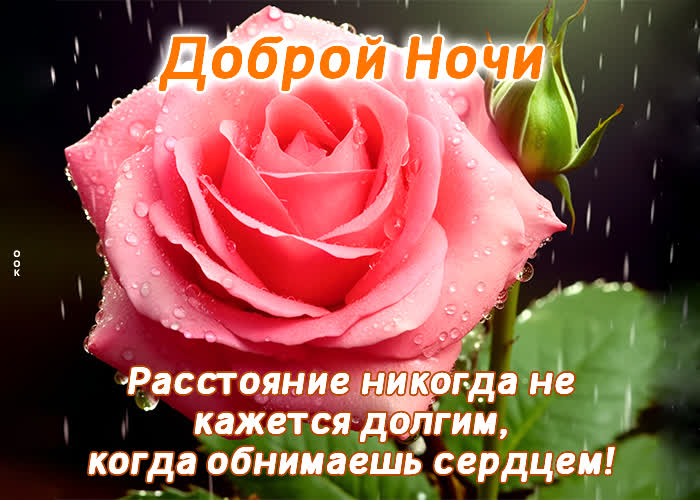 Picture нежная открытка с розочкой доброй ночи