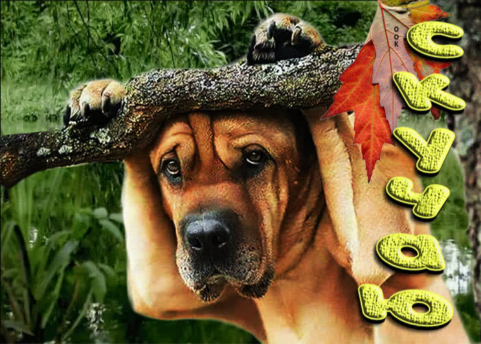 Picture нежная открытка с собакой скучаю!
