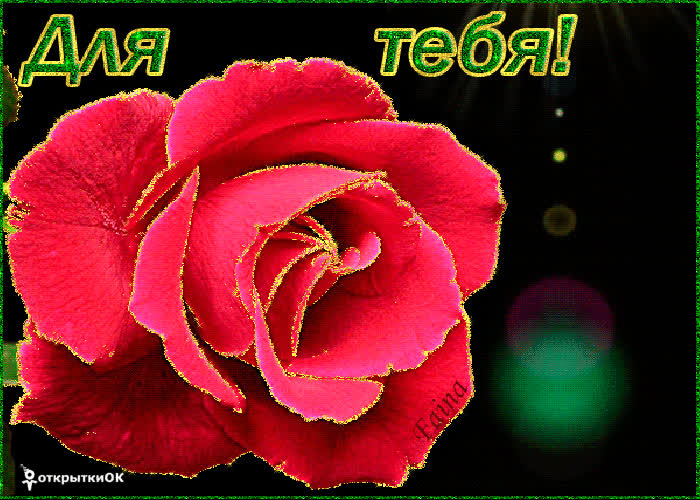 Картинка картинка красная роза для тебя