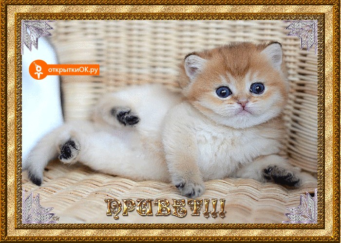 Картинка картинка привет