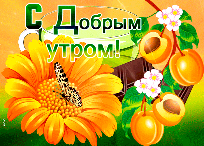 Картинка открытка доброе утро с абрикосами