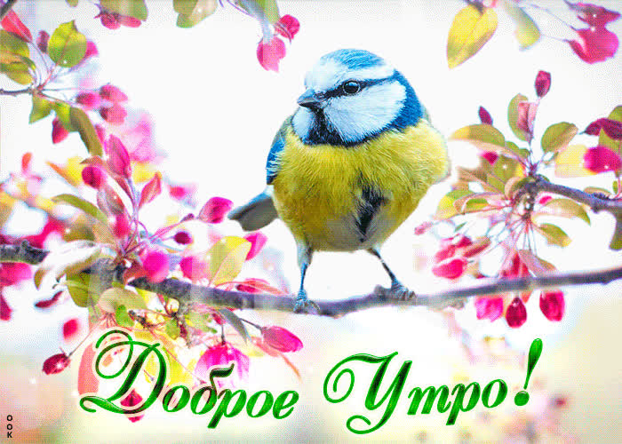 Картинка открытка доброе утро с птичкой