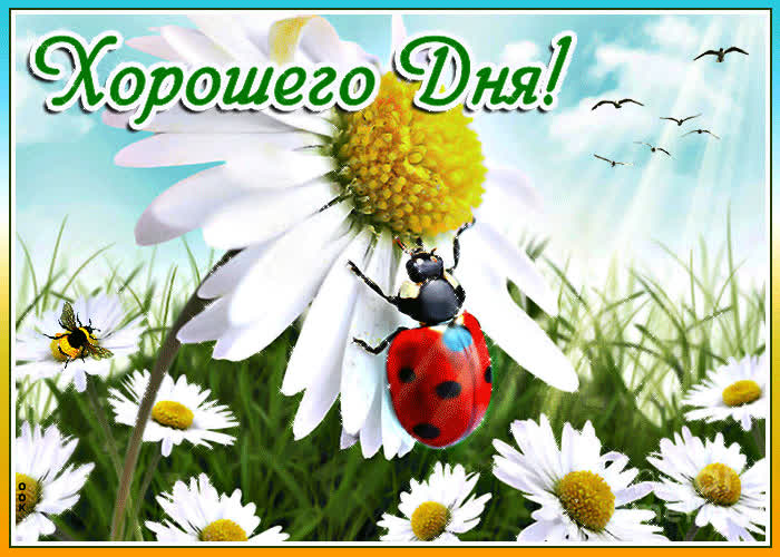 Картинка картинка хорошего дня с ромашками
