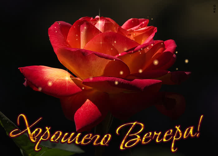 Картинка открытка хорошего вечера с розой