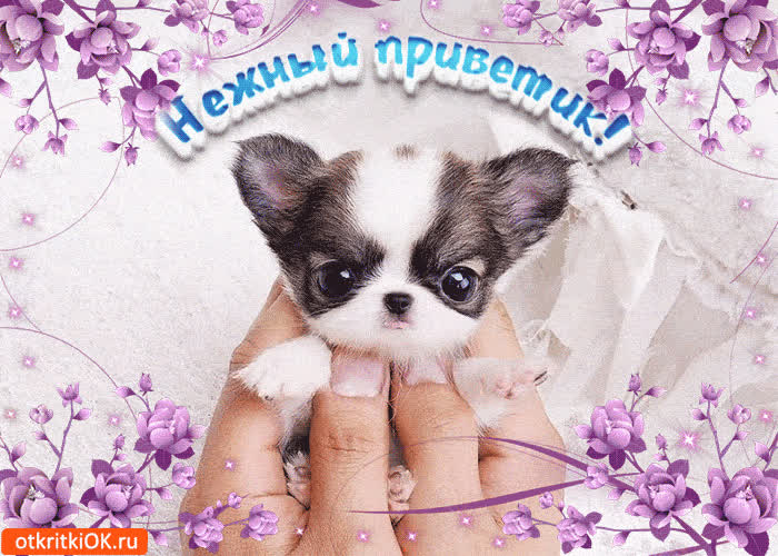 Картинка картинка нежный приветик