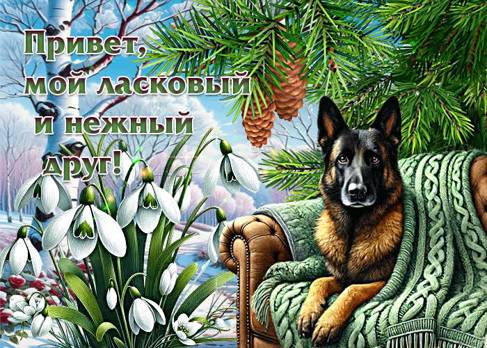 Picture открытка привет, мой ласковый и нежный друг!