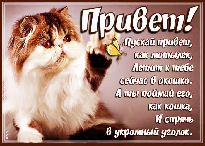 Картинка пушистый привет