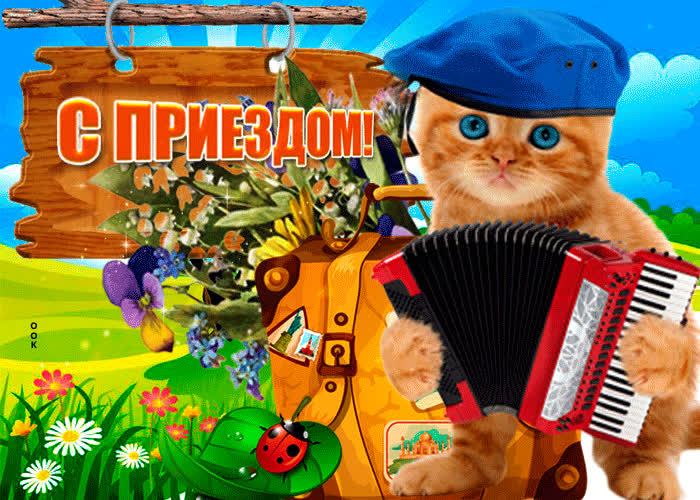 Картинка картинка с приездом с котиком