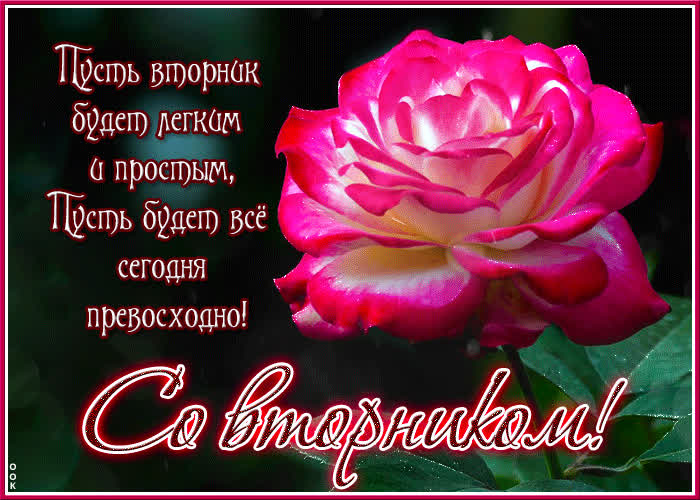 Picture открытка с розой пусть вторник будет легким и простым