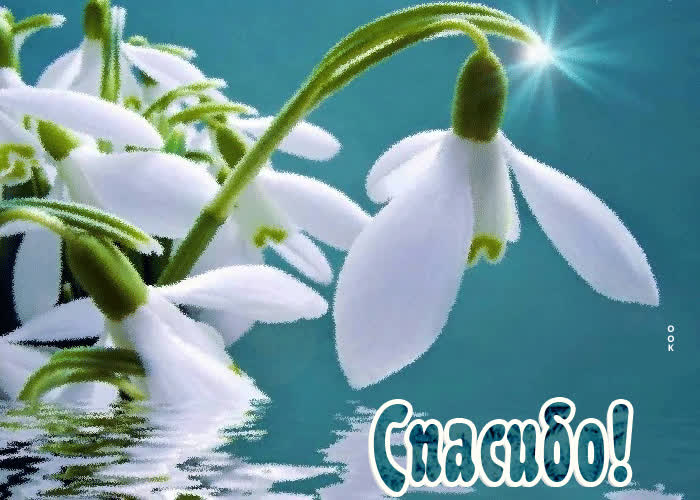 Картинка открытка спасибо с подснежником