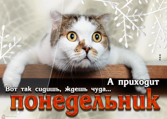 Postcard открытка вот так сидишь, ждешь чуда, а приходит понедельник
