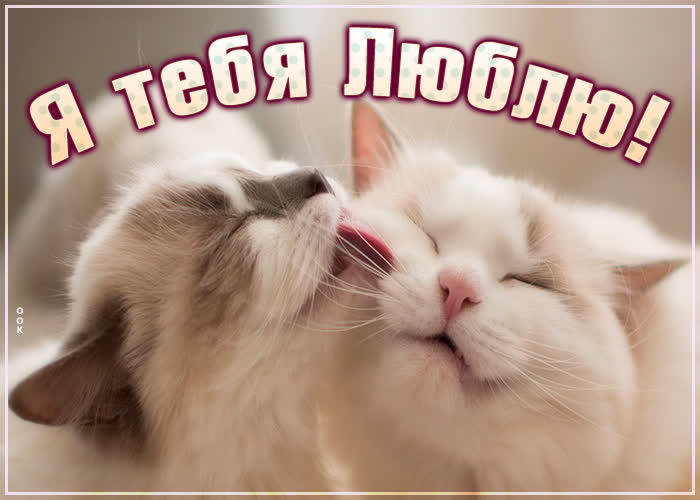 Картинка открытка я тебя люблю с кошками