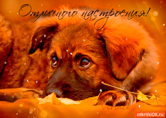Открытка отличного настроения желаю