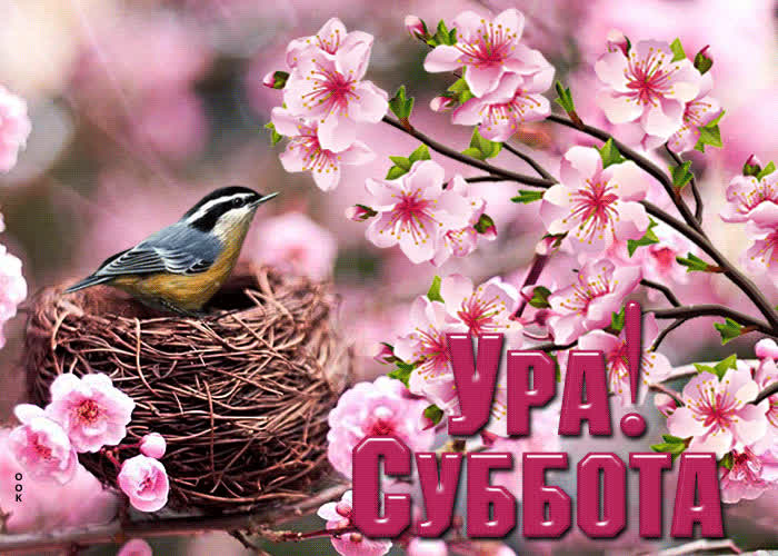 Picture отличная открытка с птичкой ура! суббота!