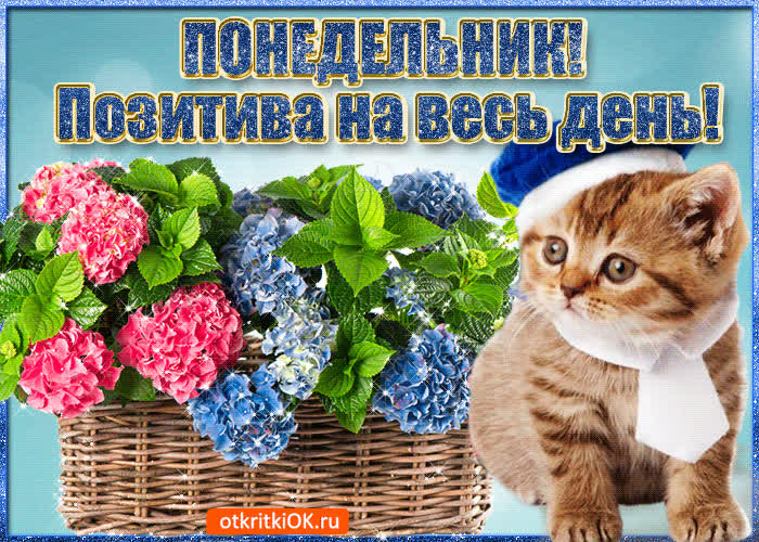 Картинка понедельник позитива на весь день