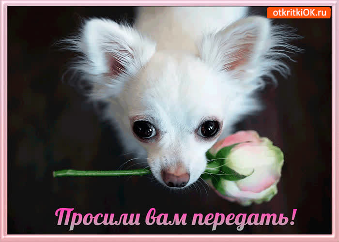 Картинка просили вам передать