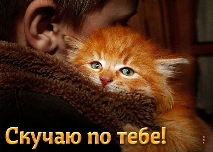 Postcard поразительная открытка с грустным котенком скучаю по тебе!