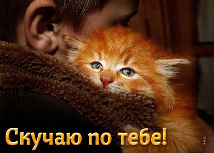 Postcard поразительная открытка с грустным котенком скучаю по тебе!