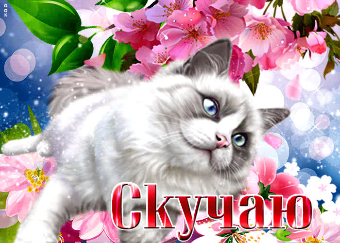 Картинка потрясающая открытка с котом, скучаю