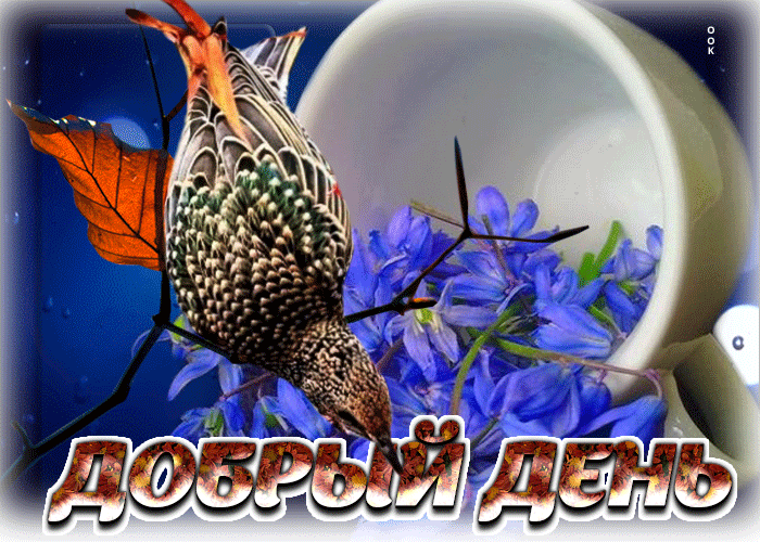 Postcard потрясающая открытка с птичкой добрый день