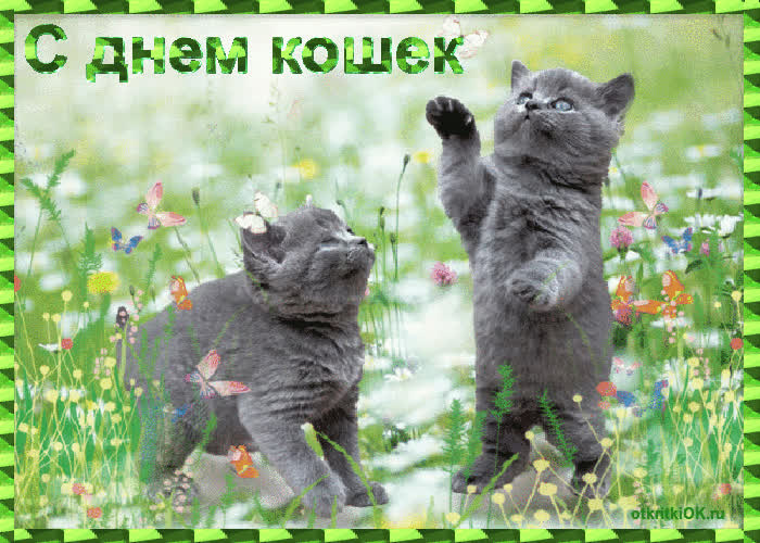 Картинка поздравления с днём кошек