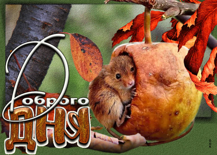 Picture позитивная открытка доброго дня! с мышонком