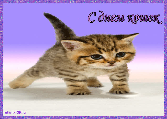 Картинка праздник день кошек