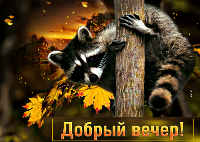 Picture превосходная открытка добрый вечер! с енотом