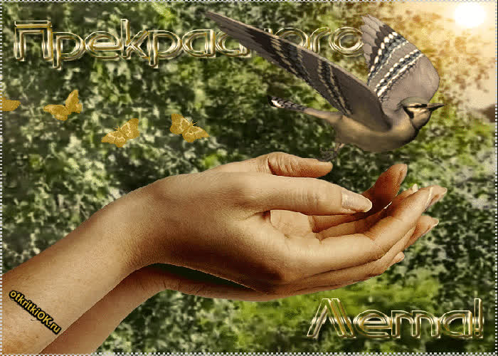 Картинка природа лето картинка