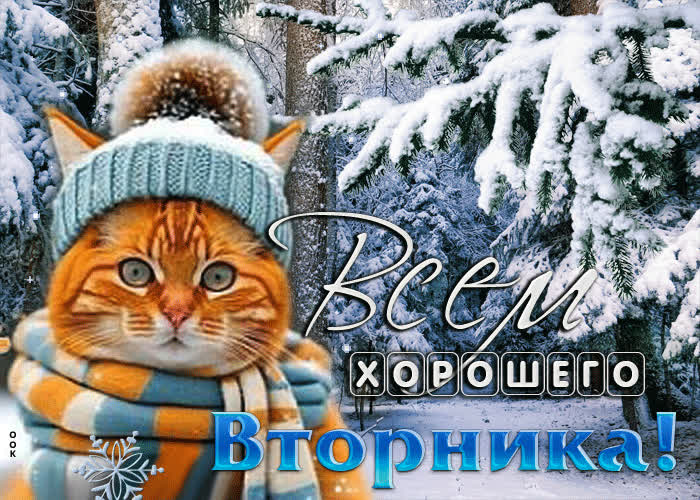Postcard притягательная гиф-открытка с котиком всем хорошего вторника