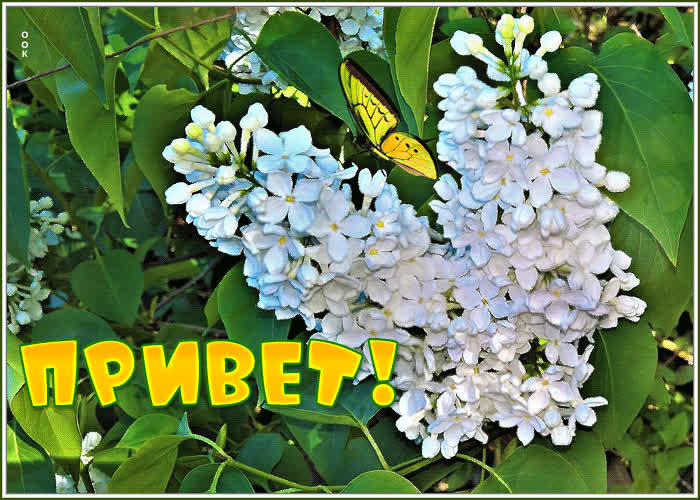 Картинка приветик вам друзья