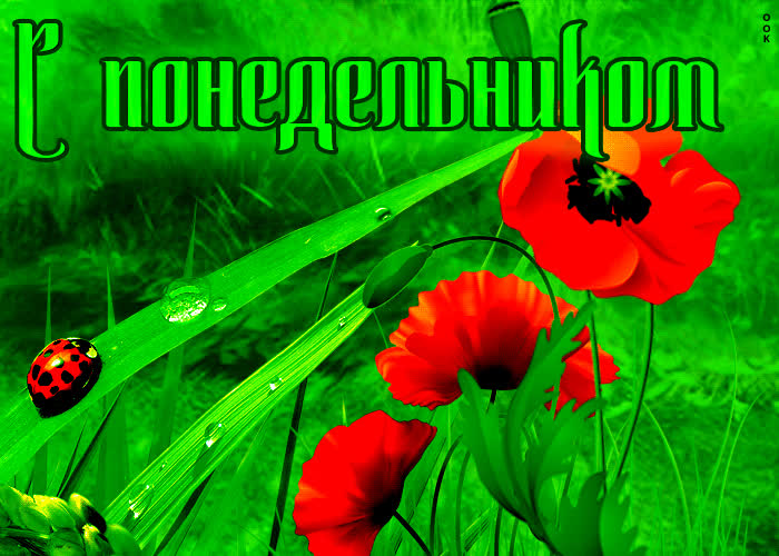 Postcard привлекательная открытка с маками с понедельником!