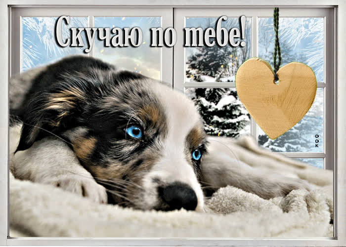 Picture приятная открытка с собачкой скучаю по тебе