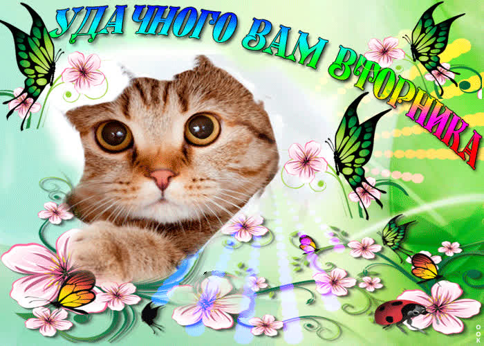 Картинка пусть этот вторник принесет радость