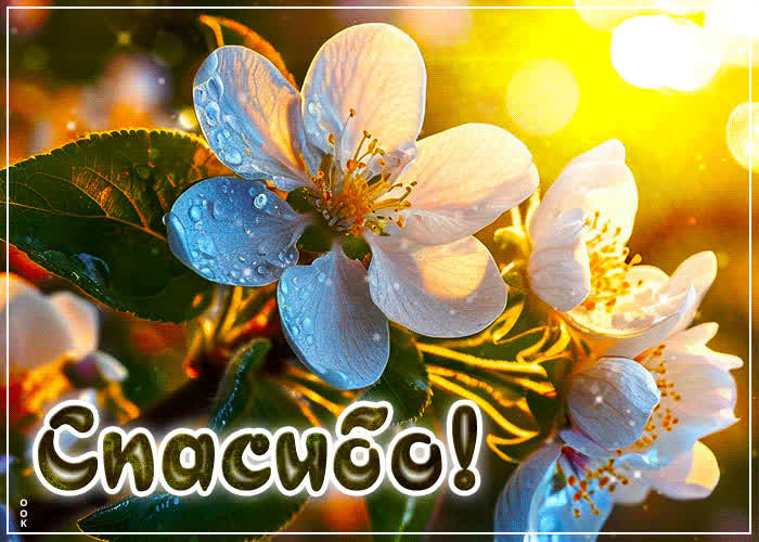 Picture радостная, свежая весенняя открытка спасибо