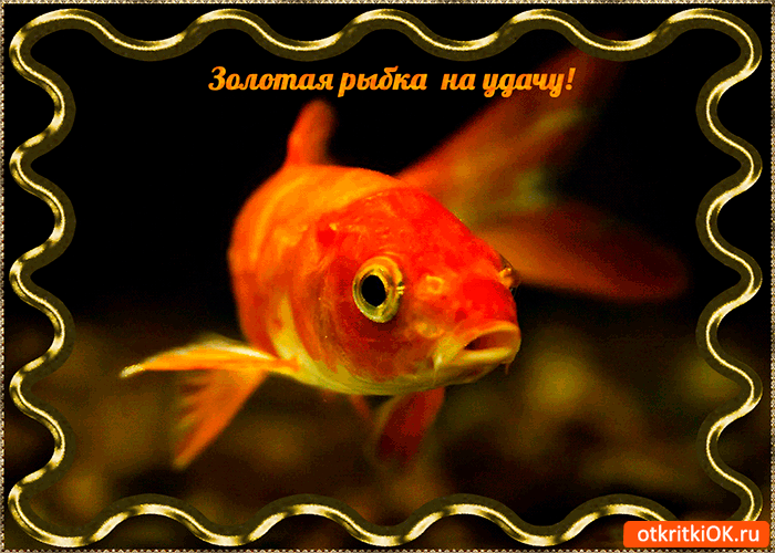 Картинка рыбка золотая на удачу