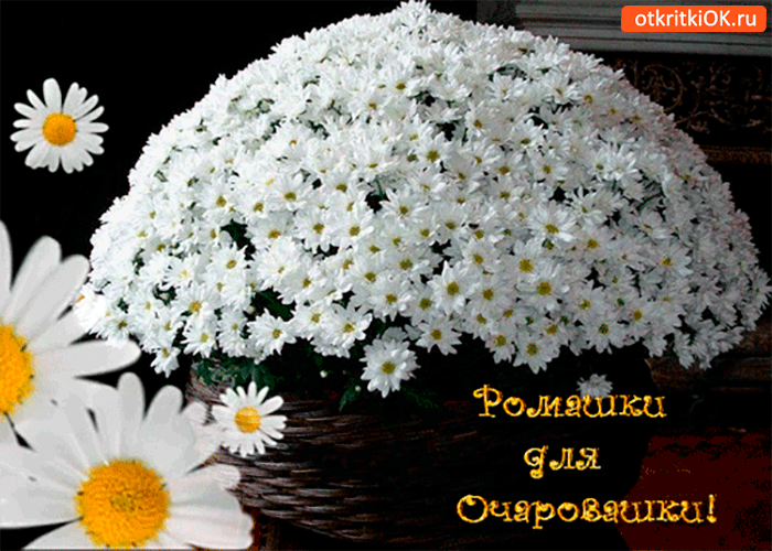 Картинка ромашки для очаровашки