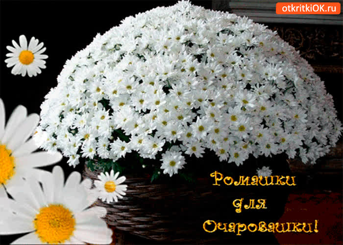Картинка ромашки для очаровашки