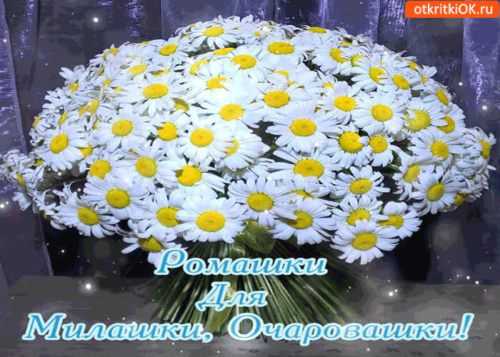 Картинка ромашки для милашки-очаровашки
