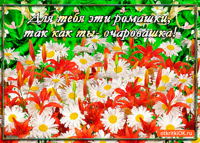 Картинка ромашки милой очаровашки