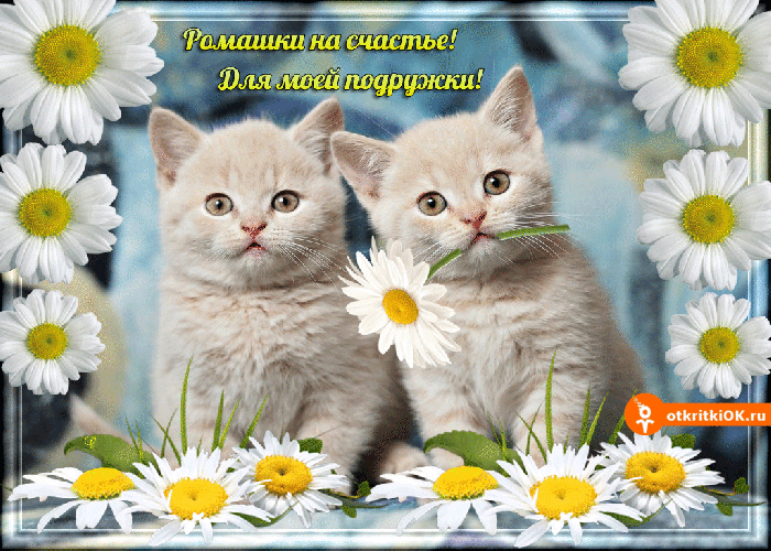 Открытка ромашки на счастье