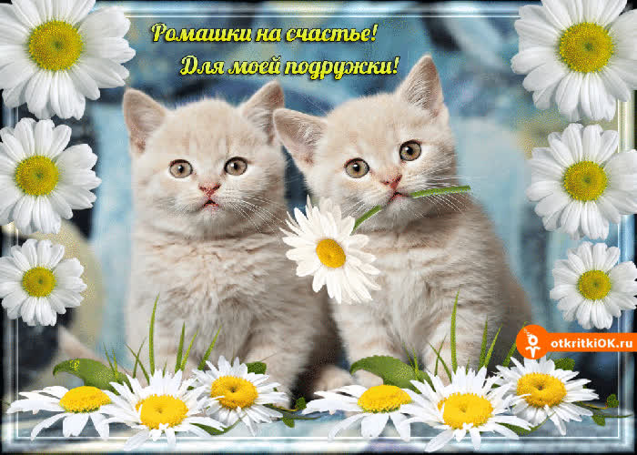 Картинка ромашки на счастье