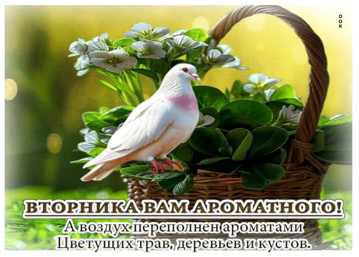 Picture роскошная весенняя открытка вторника вам ароматного!