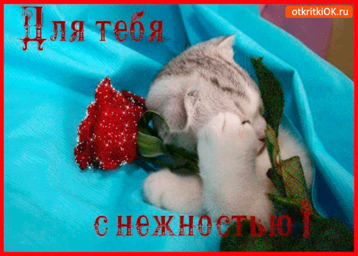 Картинка роза для тебя с нежностью