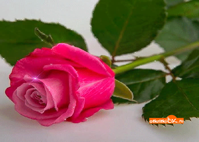 Картинка роза gif