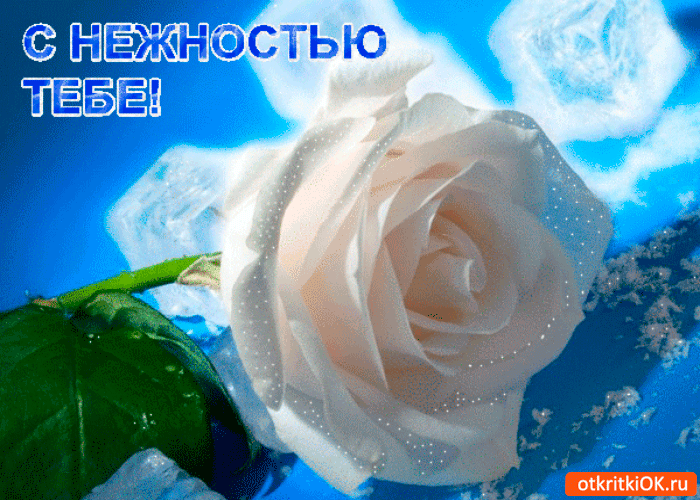 Картинка роза с нежностью тебе