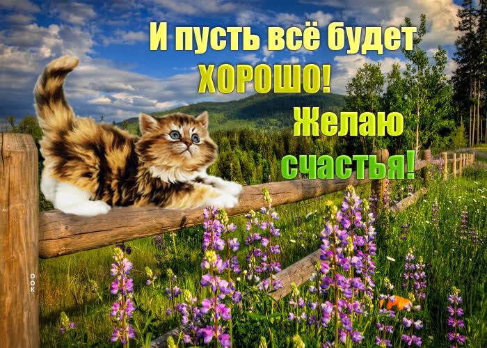 Картинка рыжий кот счастья принесёт