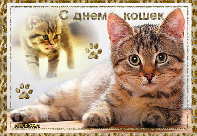 Картинка с днём кошек поздравить