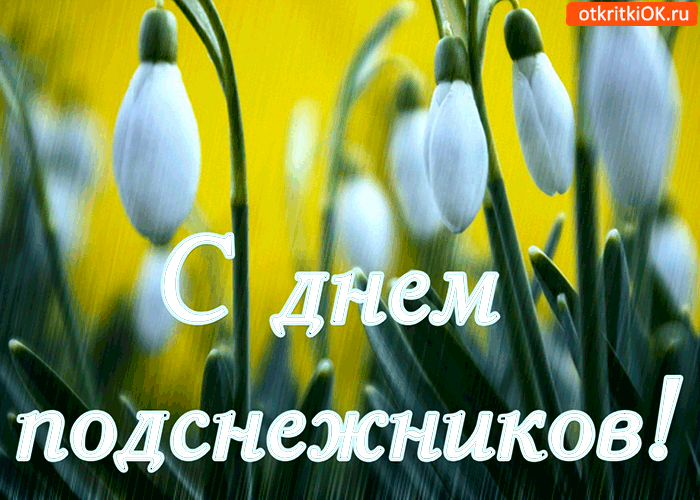 Картинка с днём подснежников поздравляю