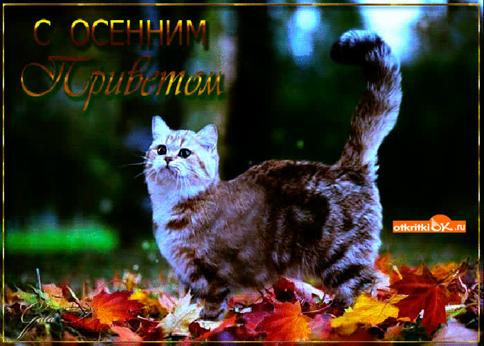 Картинка с осенним приветом